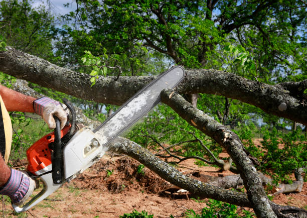 Trusted Commerce, CA Tree Services Experts